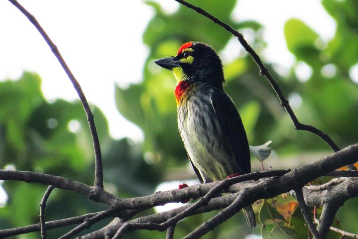 Birdwatching Trek at Thalangama Wetland from Mount Lavinia - Photo 1 of 10